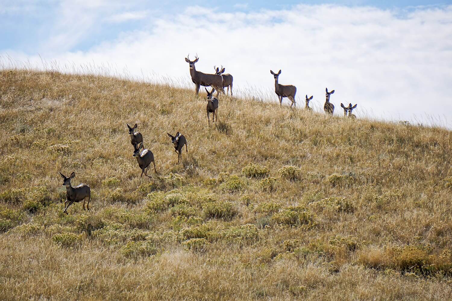 Deer standing on a grassy hillside with a blue sky in the background