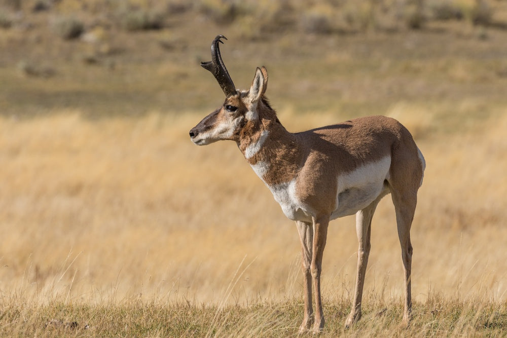 Pronghorn antelope standing in a grassy field