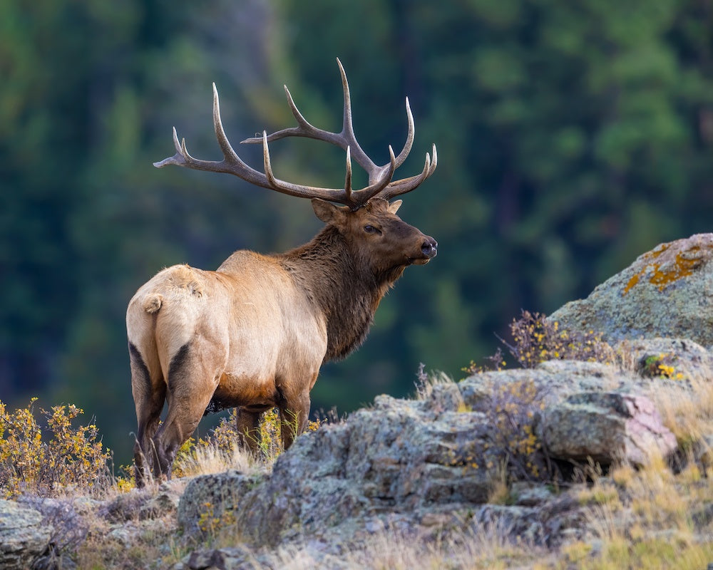 Elk standing on a rocky outcrop with a forest background