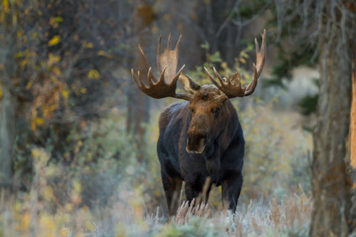 A Shiras Moose bull standing in a grassy field
