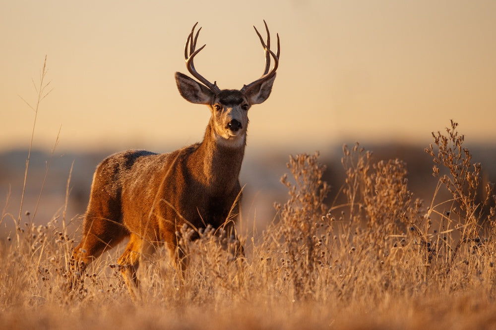 Deer with large antlers standing in a field of dry grass during sunset.