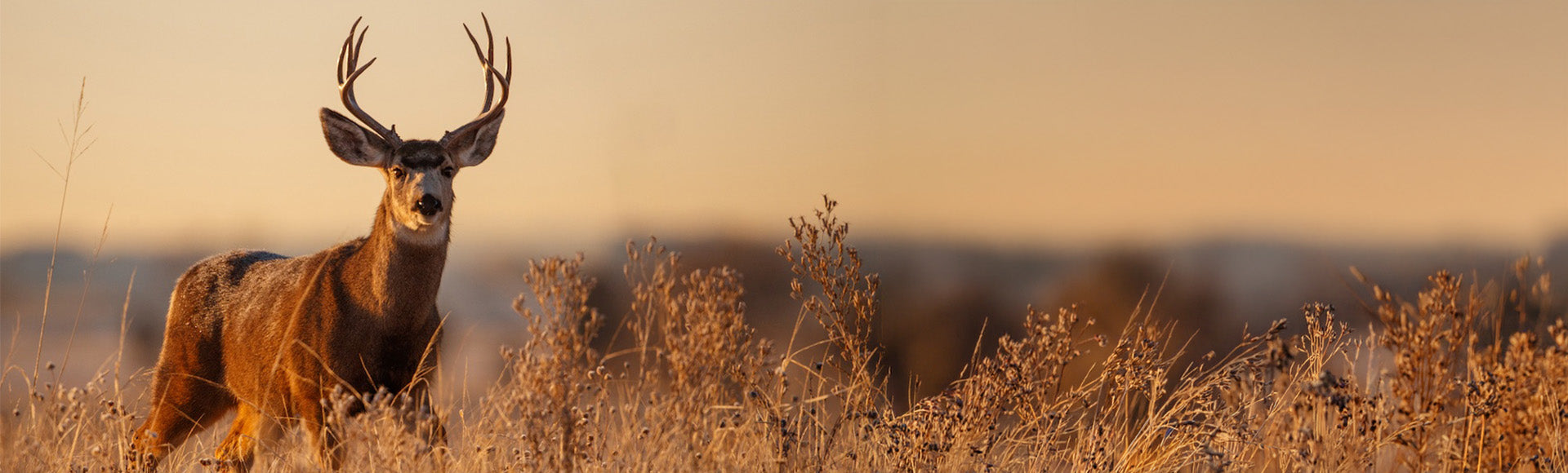 Mule deer standing in a field with a sunset in the background