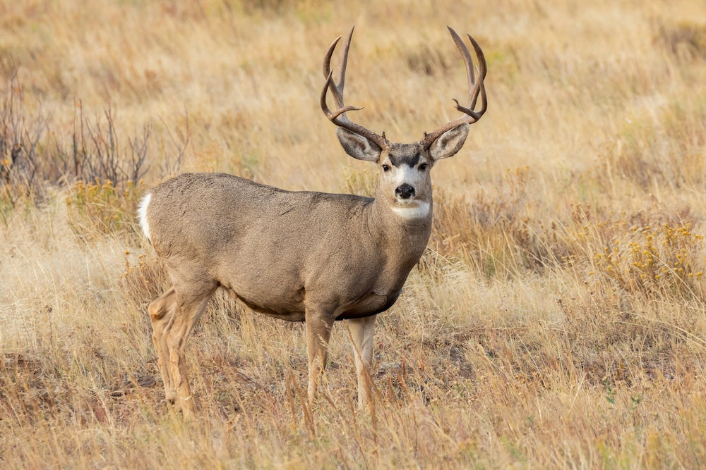 Mule deer with large antlers standing in a grassy field