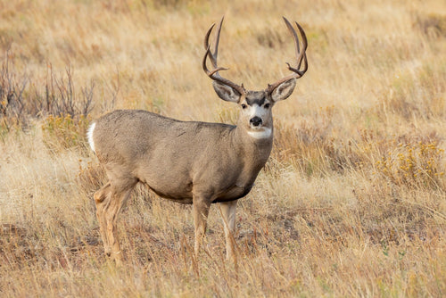 Mule deer with large antlers standing in a grassy field