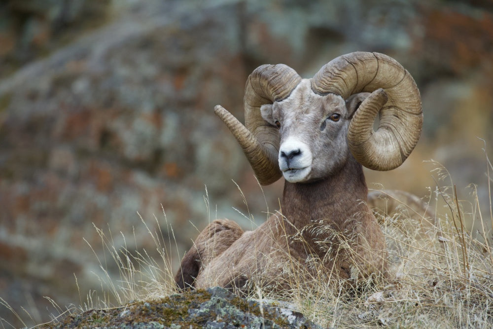 A Rocky Mountain Sheep ram laying on top of a rock